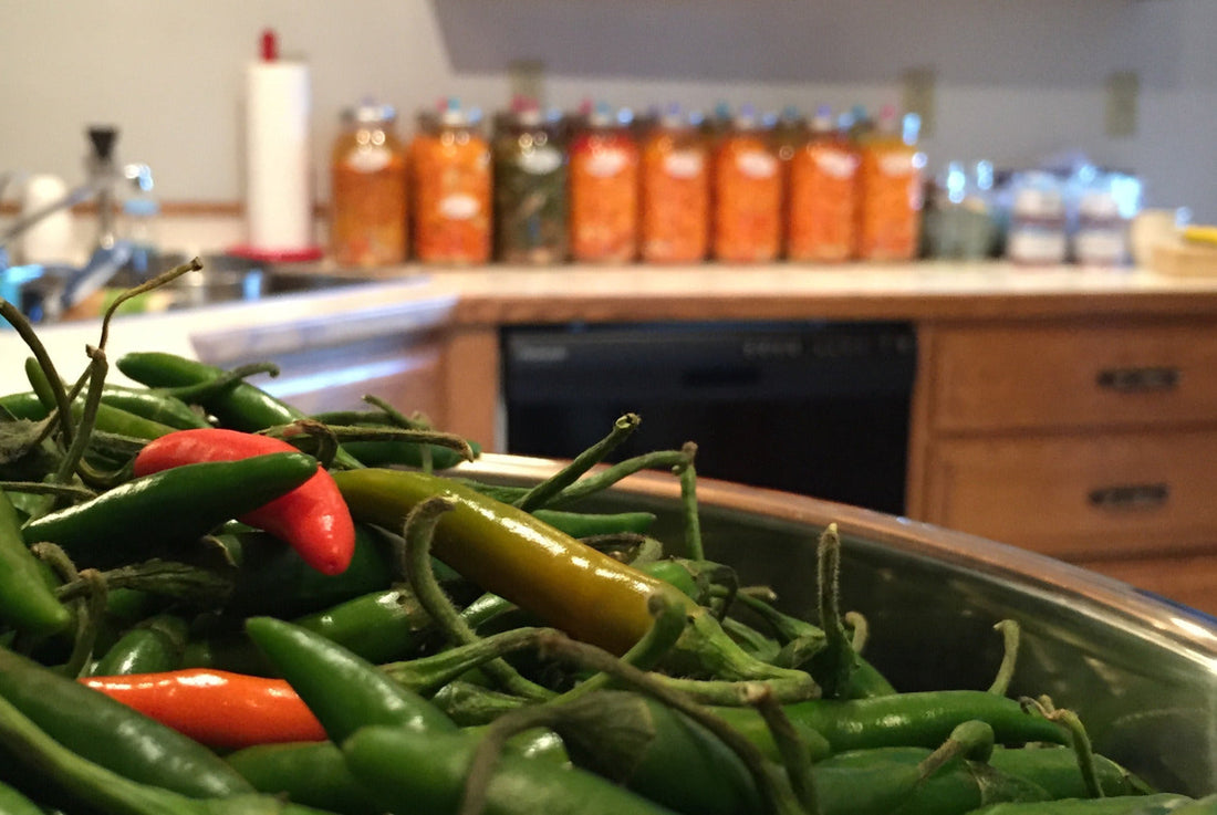 Bowl of chilis in the fore ground with fermentation jars on a counter in the background