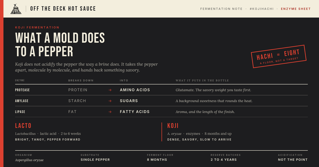Koji Fermentation in Hot Sauce: What It Is, Why We Did It, and What It Tastes Like